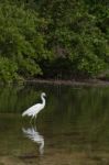 Heron Stock Photo