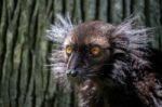 Black Lemur (eulemur Macaco) At The Bioparc Fuengirola Stock Photo