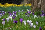 Crocuses Flowering In East Grinstead Stock Photo