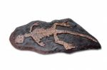 Dinosaur Fossil Stock Photo