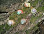 Painted In Snail Shell Stock Photo