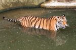 Tiger In The Water Stock Photo