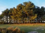 Scenic View Of Friends Clump In The Ashdown Forest Stock Photo