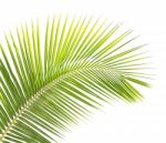 Green Coconut Leaf Isolated On White Background Stock Photo