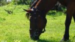 Horse In The Country Side Of Russia Stock Photo