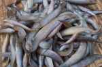 Sun Dried Fish In The Market Stock Photo