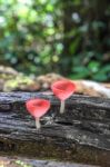 Pink Fungi Cup Stock Photo