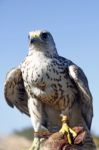 Falcon On Trainer's Glove Stock Photo