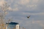 Common Snipe (gallinago Gallinago) In Flight Stock Photo