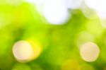 Defocused Abstract Bokeh Foliage Stock Photo