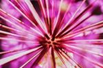 Purple Allium Flower Stock Photo