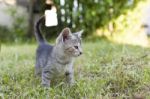 Kitten In The Garden Stock Photo