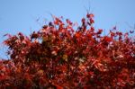 Red Leaves Stock Photo