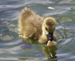 Beautiful Background With A Chick Of The Canada Geese Eating Stock Photo