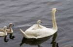 The Swan-chicks Wants To Have A Ride Too Stock Photo