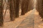 Bamboo Avenue Stock Photo