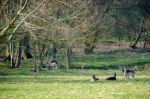 Group Of European Roe Deer (capreolus Capreolus) Stock Photo