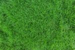 Grass Stock Photo