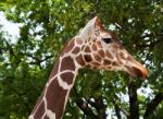 Giraffe In City Zoo Stock Photo