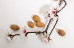 Almond Tree Branch And Almonds Stock Photo