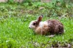 White Brown Rabbit In Grass Field Stock Photo