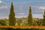 Val D'orcia Tuscany/italy - May 19 : Poppy Field In Tuscany On M Stock Photo