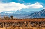 Volcano Aconcagua And Vineyard, Argentine Province Of Mendoza Stock Photo