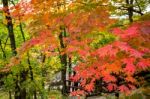 Maple In Autumn In Korea Stock Photo