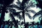 Palm Tree Vintage Stock Photo