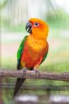 Colorful Jandaya Conure Stock Photo