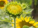 Young Sunflowers, Sunflowers Are Grow Against A Bright Sky, Unseen Thailand Flowers.  Stock Photo