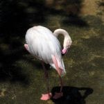 Greater Flamingo (phoenicopterus Roseus) At The Bioparc Fuengiro Stock Photo