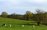 Green Pasture Stock Photo