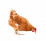 Full Body Of Brown Chicken Hen Standing Isolated White Background Use For Farm Animals And Livestock Theme Stock Photo