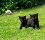 Black Kittens Stock Photo