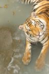 Yellow Tiger In The Swiming Pool Stock Photo