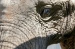 African Elephant (loxodonta) Stock Photo