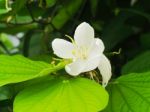 Butterfly Tree, Orchid Tree, Purple Bauhinia Stock Photo