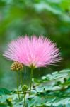 Pink Flower , Rain Tree Stock Photo