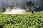 Farmer Spraying Pesticide Stock Photo