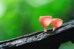 Red Mushroom Stock Photo