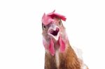 Close Up Face Of Chicken Isolated White Stock Photo