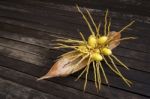 Baby Yellow Coconut On Wooden Floor Stock Photo