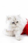 White Cat Wearing Christmas Hat Stock Photo