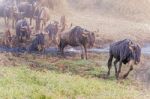 Blue Wildebeest In Tanzania Stock Photo