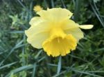 Narcissus In The Garden Stock Photo