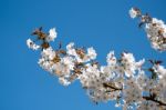 Apple Blossom Against A Blue Sky Stock Photo