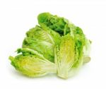 Lettuce  Stock Photo