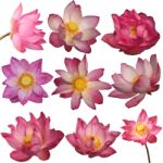 Lotus Flowers Stock Photo