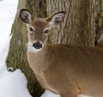 Beautiful Isolated Image With A Wild Deer In The Snowy Forest Stock Photo